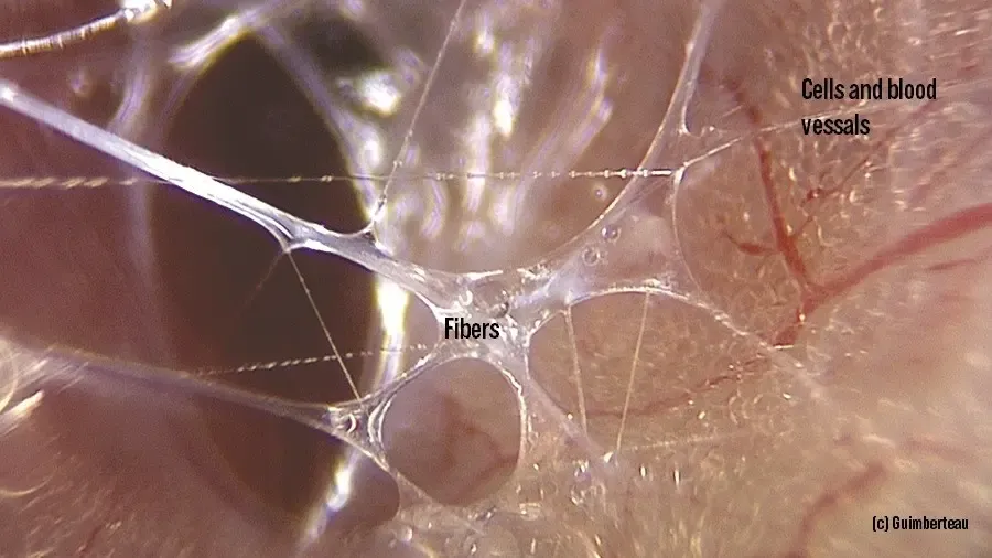 Blogpost 'Yin en de weefsels van water' cover image.webp